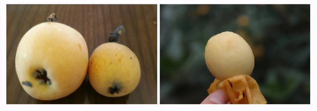 余杭这些地方的枇杷,熟了!甜的白沙,鲜的红毛丫头