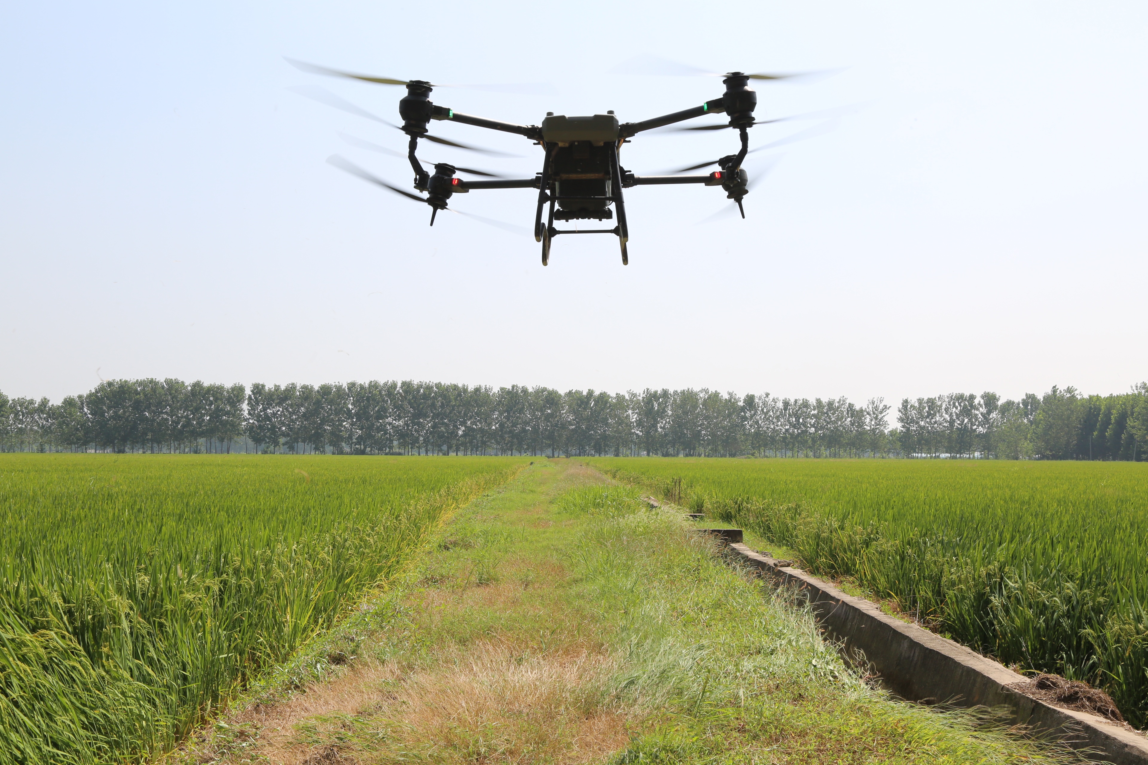 台儿庄区邳庄镇无人机飞防水稻病虫害
