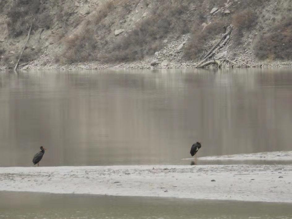 两只黑鹳现身甘肃连城自然保护区