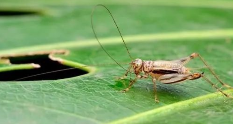 金铃子是什么昆虫