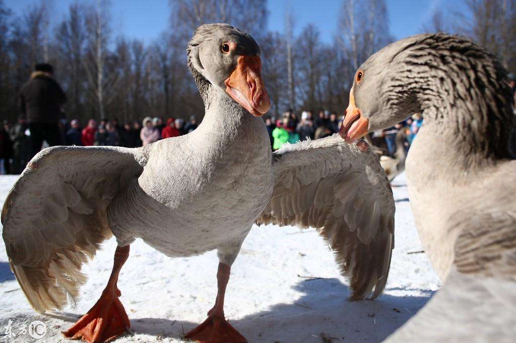 俄罗斯风俗:斗鹅