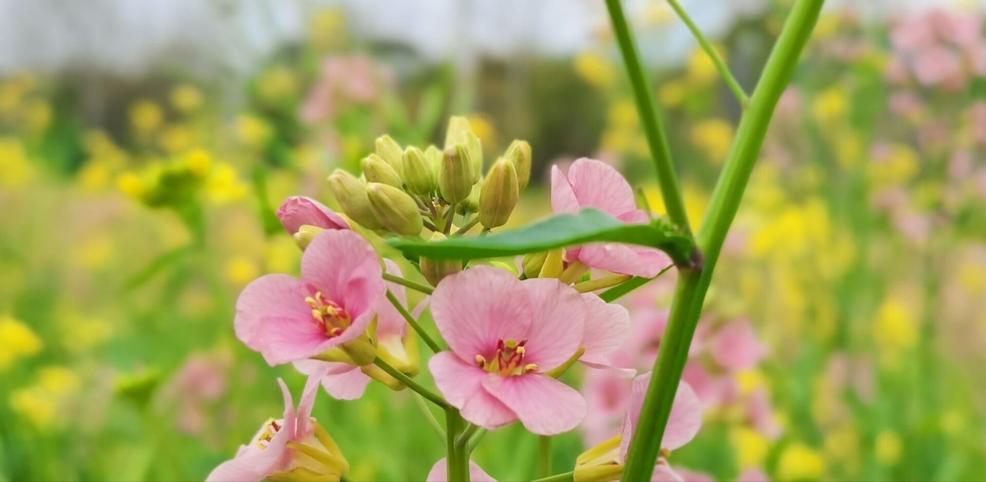 江夏油菜花图片