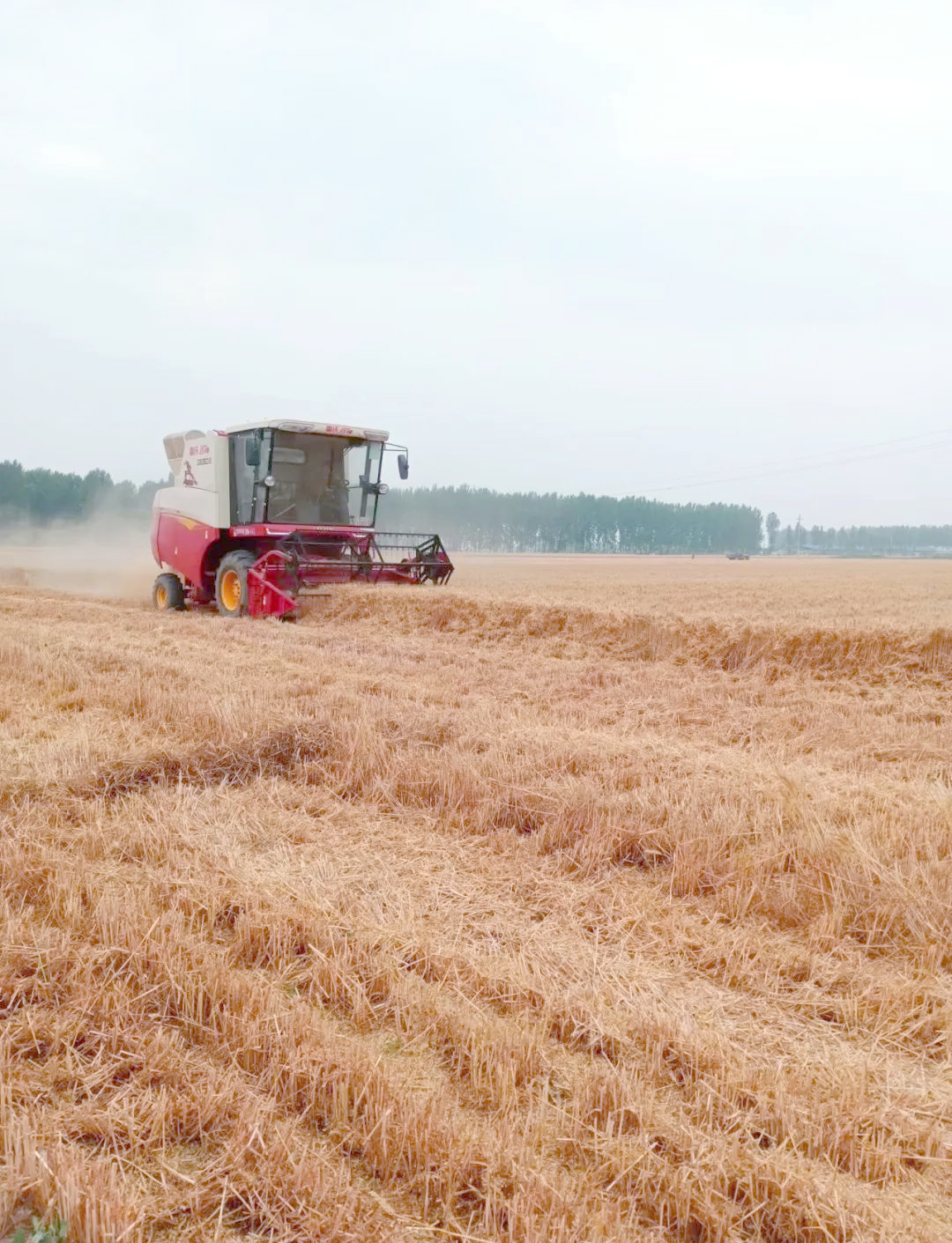 小麦机收的工作要点与注意事项详解