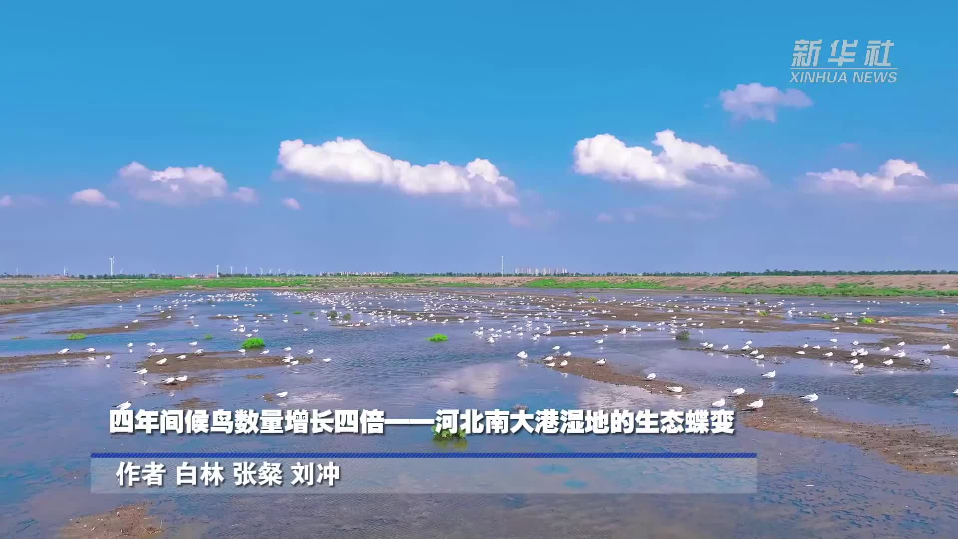 河北南大港湿地:4年间候鸟数量增长4倍