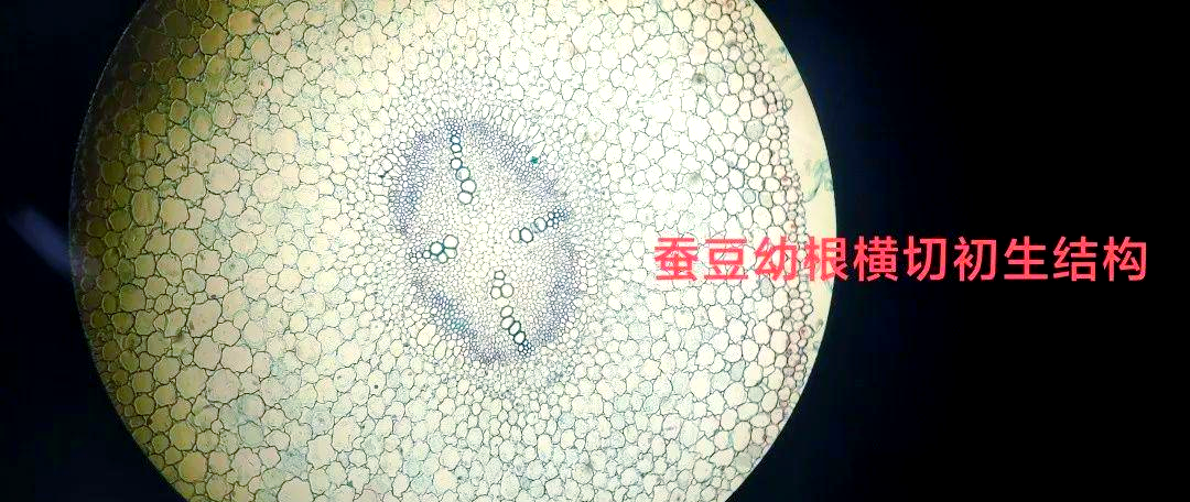 种子萌发过程与初生结构观察