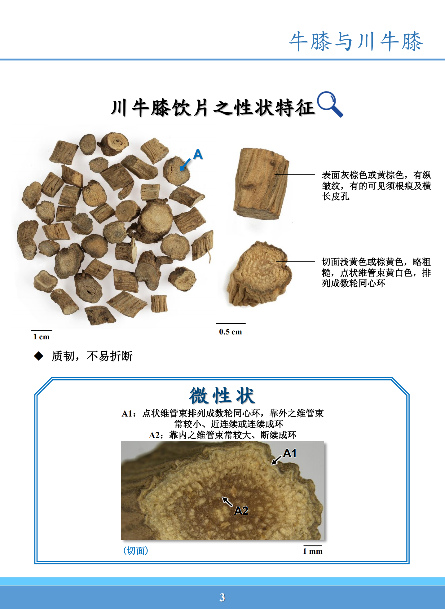 牛膝与川牛膝鉴别