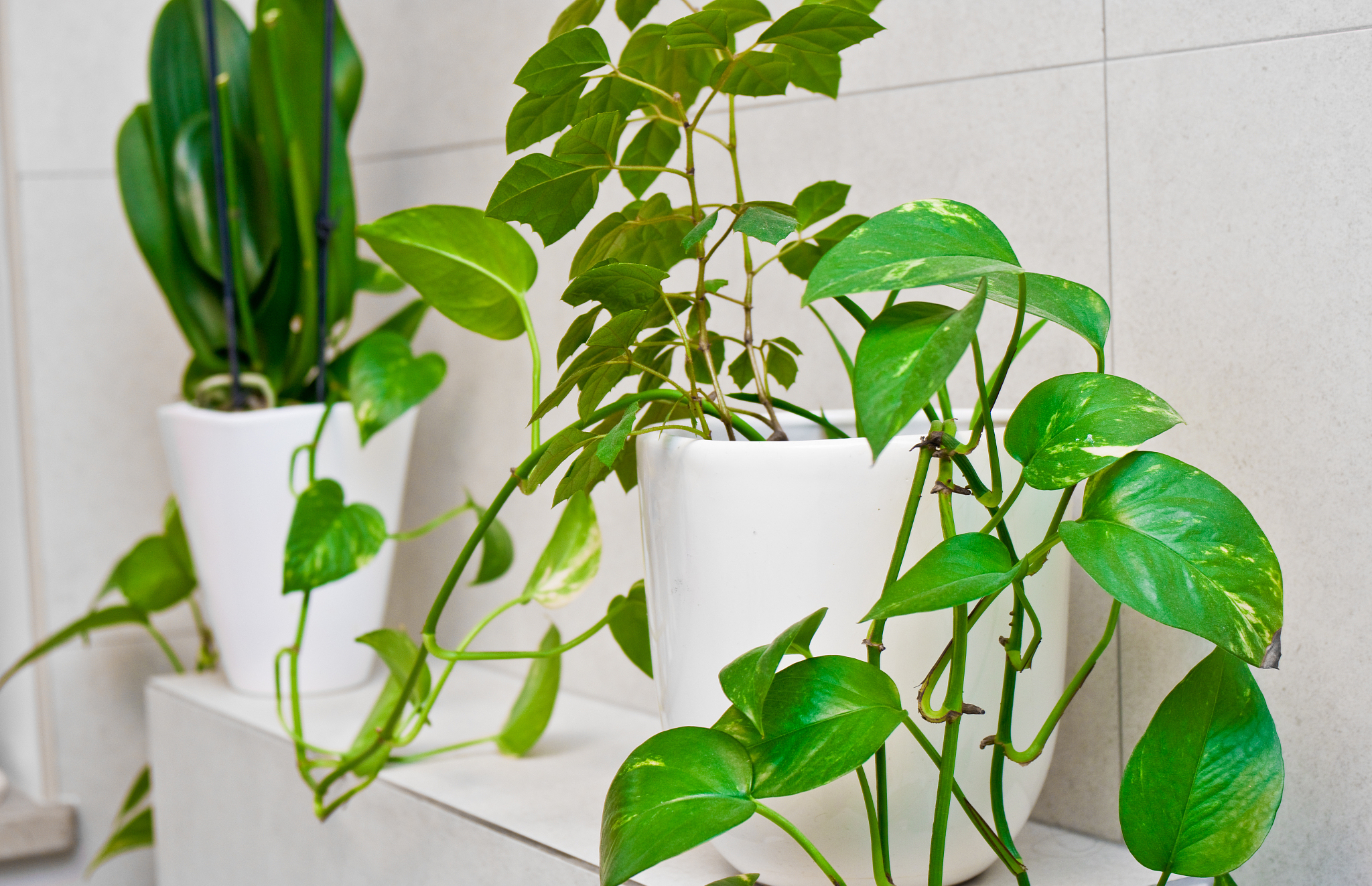 室内特别好养的花卉盆栽有哪些