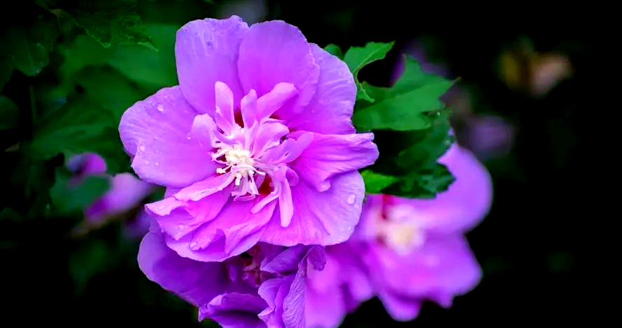 邓书俊‖紫色木槿的魅力