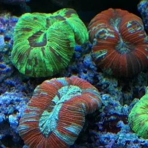 八字脑珊瑚,珊瑚界的一股清流