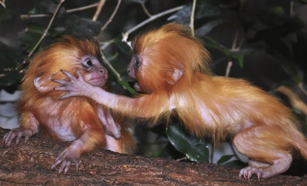 金狮面狨:从外形到保护现状的全面解读