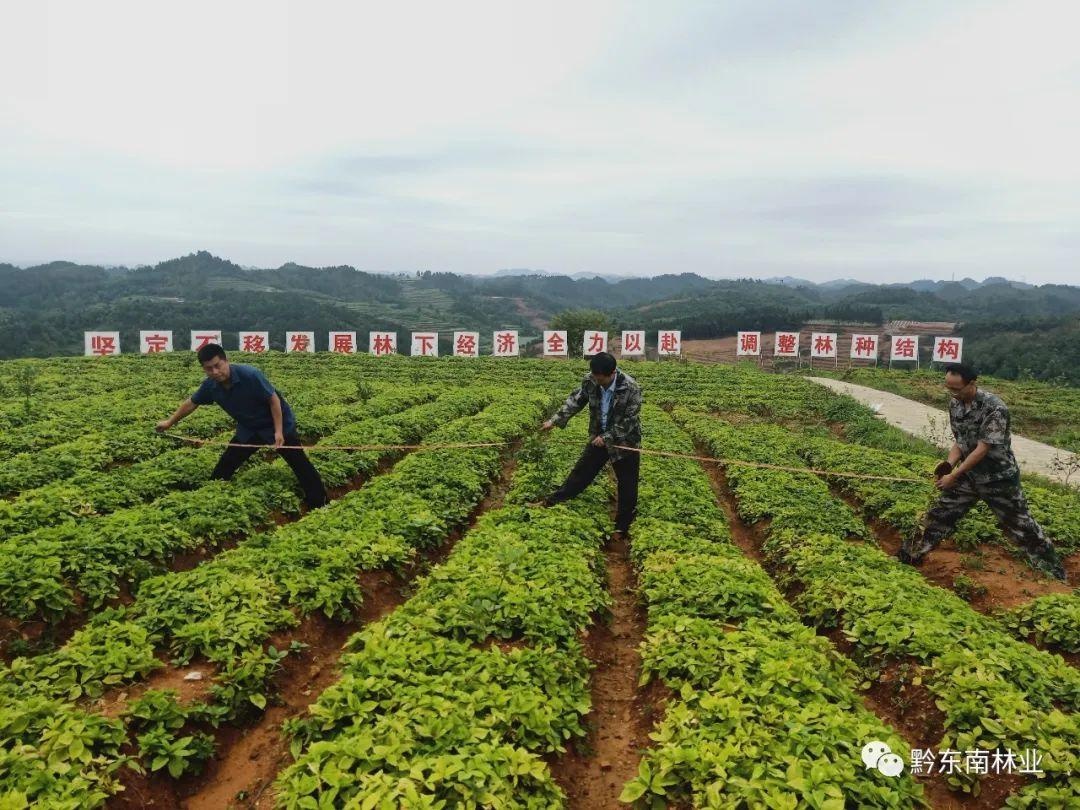 黃平縣:1000餘畝油茶種植示範基地建設助推鄉村產業振興