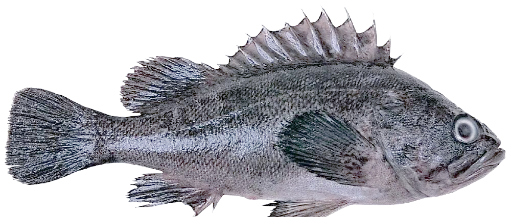 黑头鱼养殖:从育苗到成鱼的全方位探索