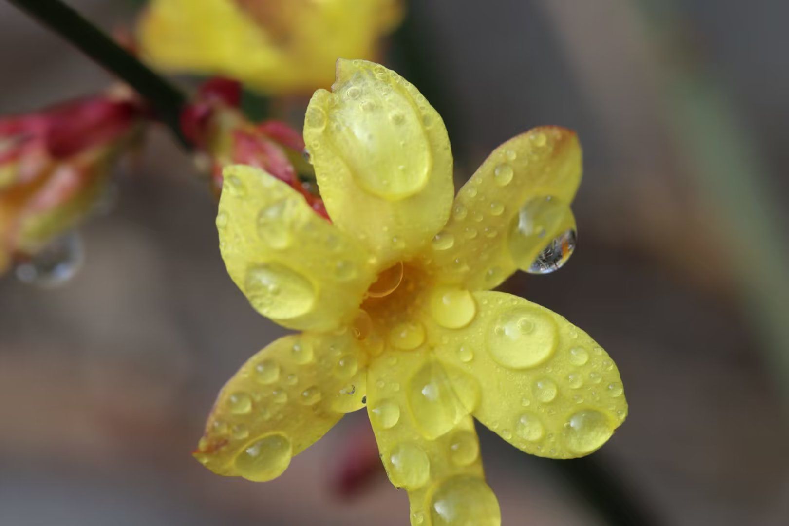 组图丨雨中迎春
