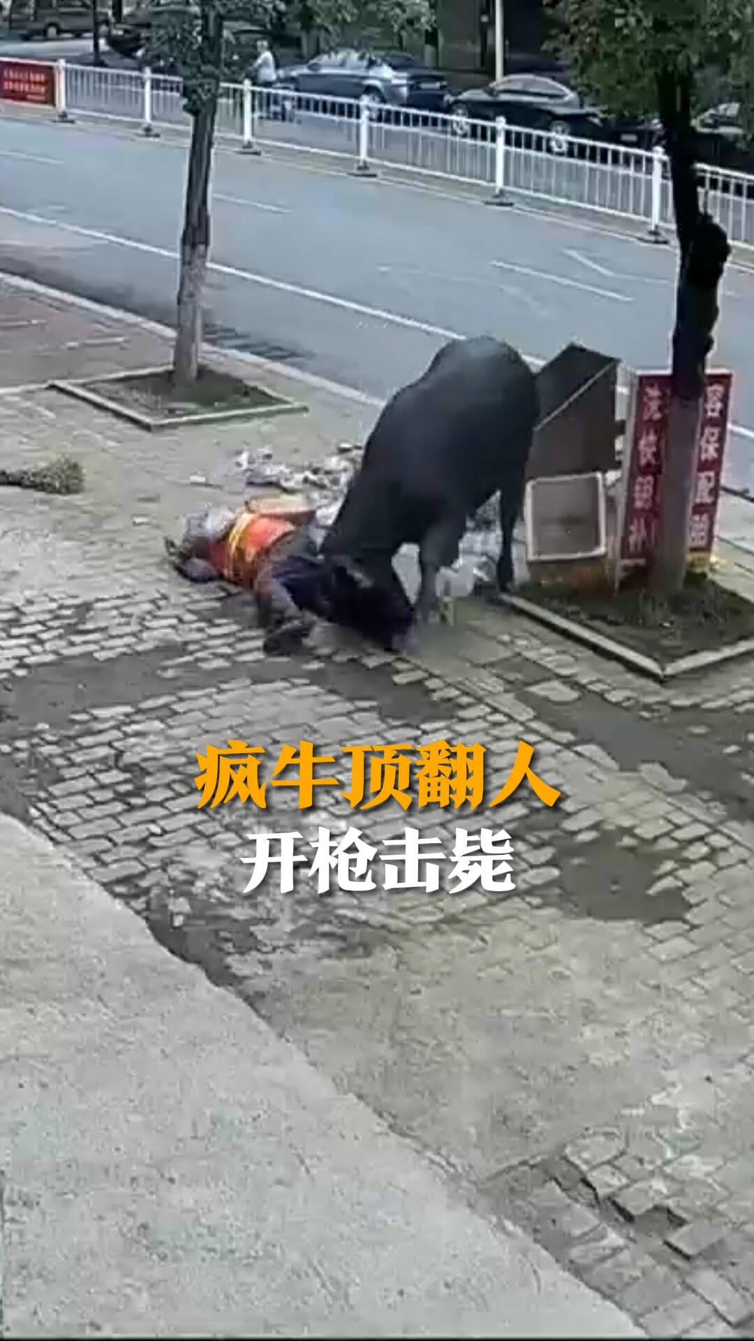 疯牛上街顶翻环卫工 公安开枪击毙