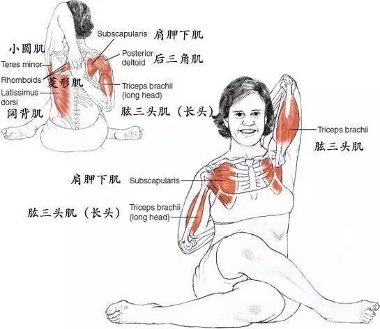 了解髋部解剖