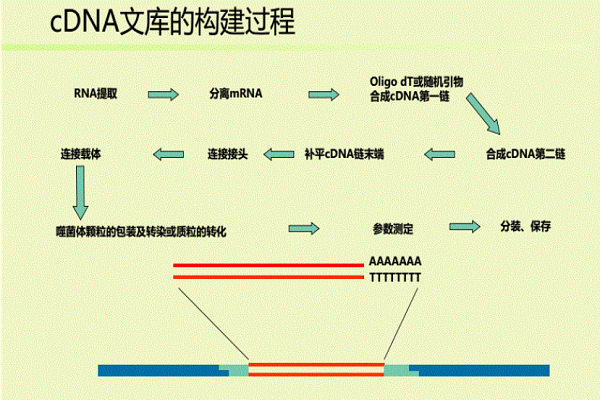 cdna文库的构建步骤