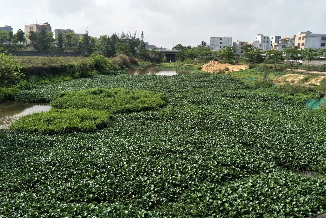 溼地公園內動植物種類和數量明顯增加,慄喉蜂虎,紅原雞等10餘種國家