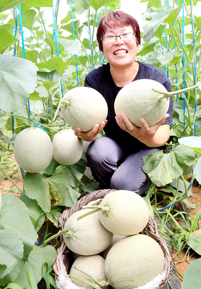 网纹瓜网上俏销