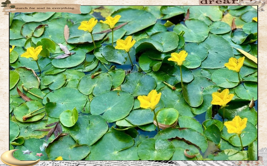 荇菜:自然与文化的优雅共鸣