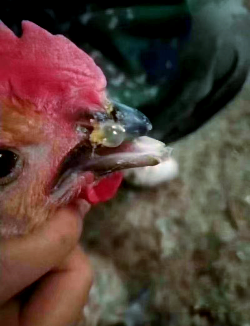 鸡出现肿头肿脸现象,如何治疗?