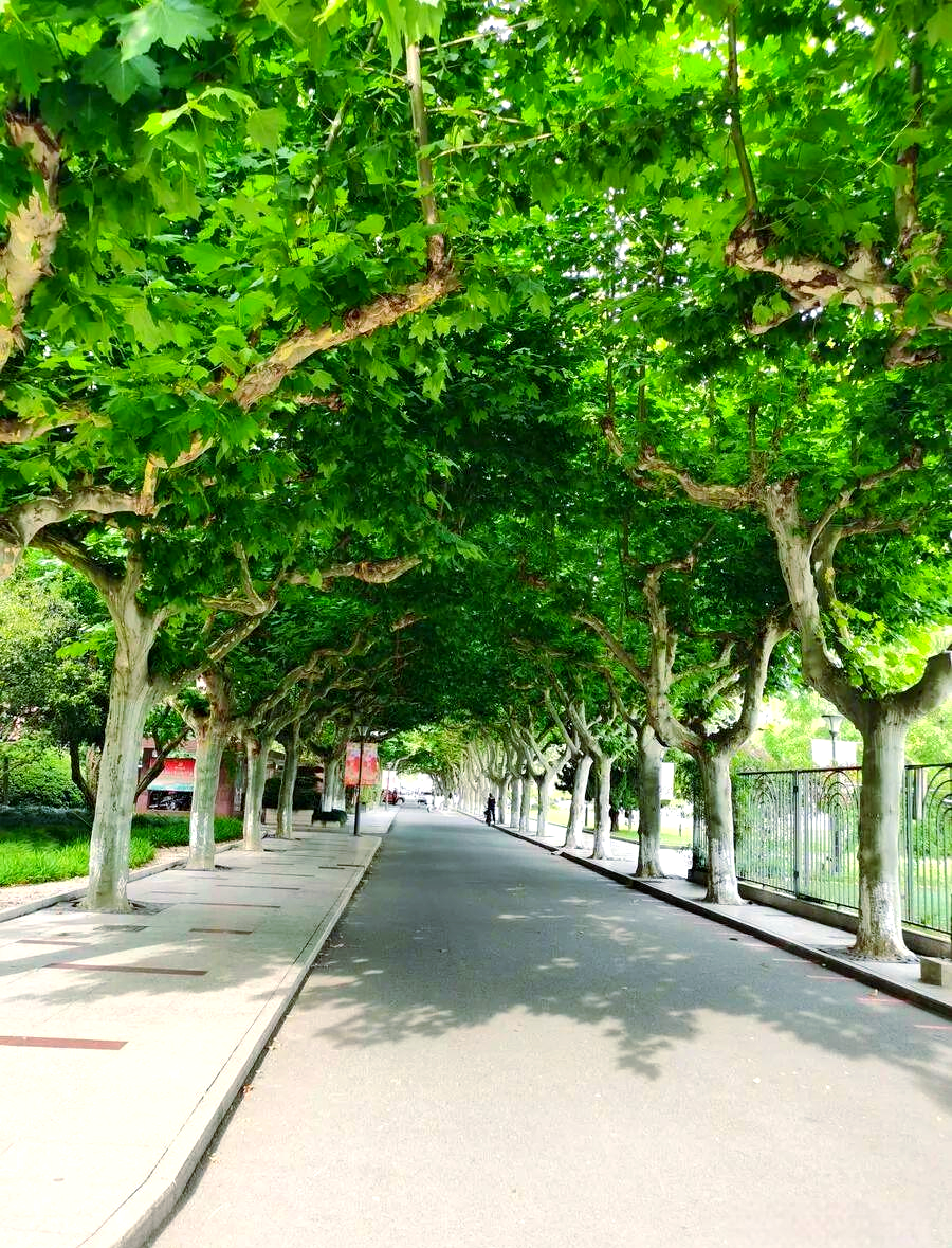 路边绿化树大揭秘,这些树种你了解多少