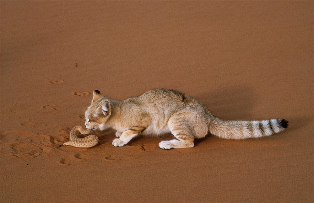 撒哈拉出现沙漠猫,不怕50℃高温,夜晚双眼会发光,遇敌就闭上眼