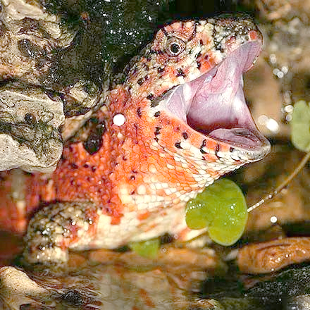 中国鳄蜥:从自然种群到濒危境地的蜕变