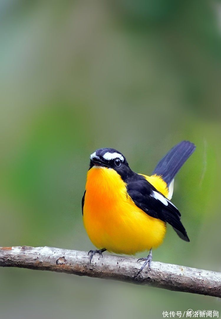 商州大赵峪发现罕见的白眉姬鹟鸟