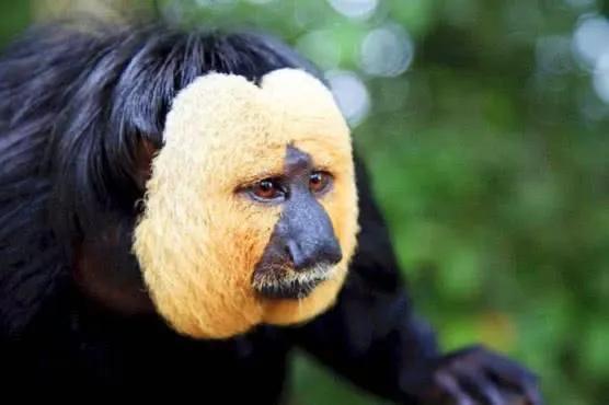 西岐三宝之一:白面猿猴