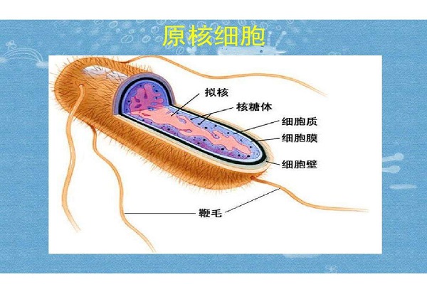 真核细胞和原核细胞的统一性