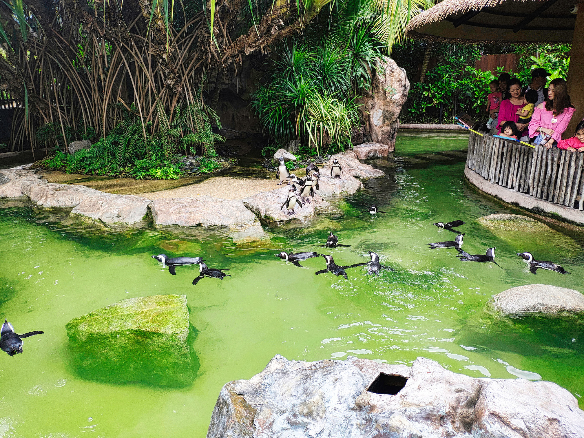 世界最大飞禽公园——新加坡裕廊飞禽公园的美好回忆