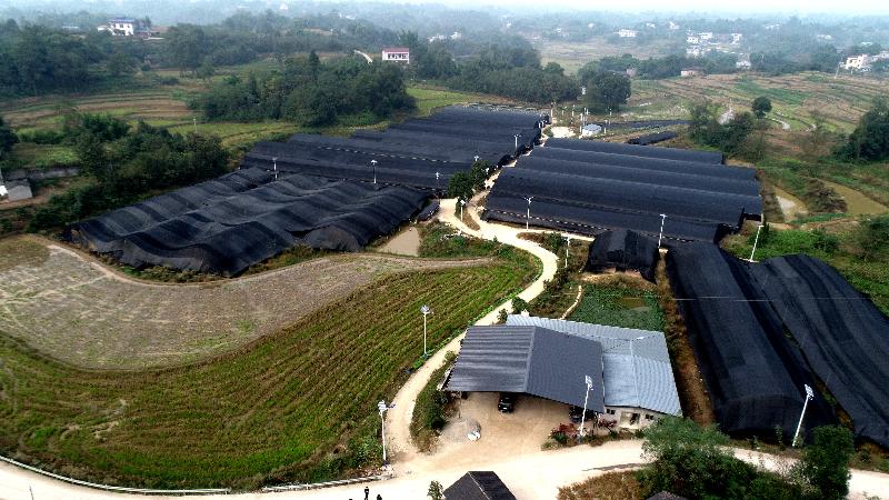 「泸州」泸县云锦镇:乡贤领头雁 蹚出致富路