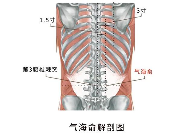 气海腧图片