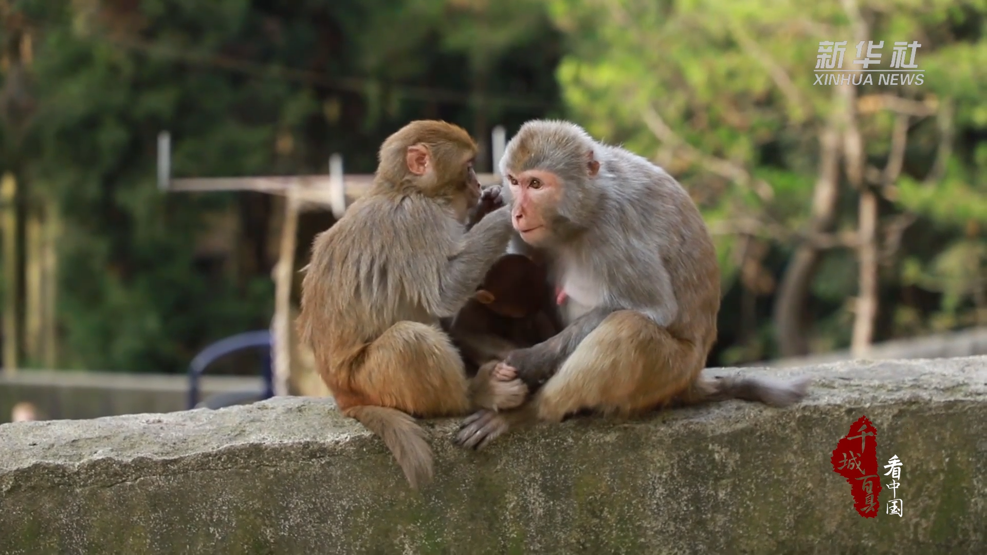 千城百县看中国|湖北鹤峰:呆萌可爱!鹤峰猕猴群逐渐壮大