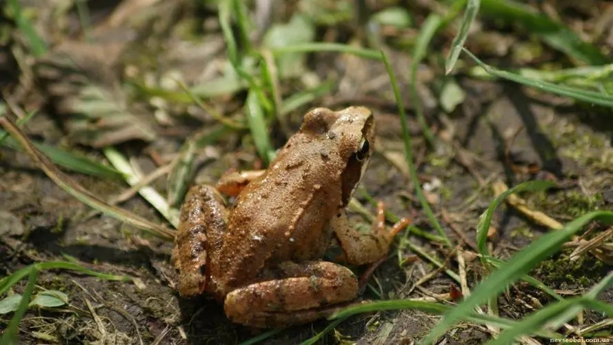 基金牛蛙是个什么梗