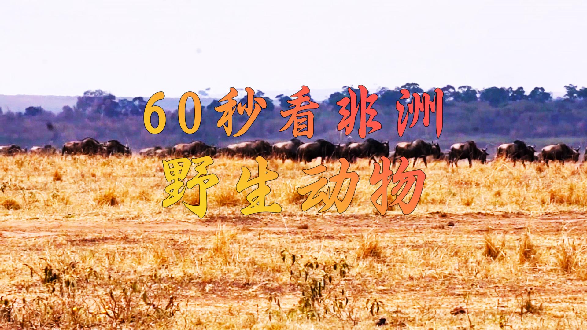 60秒看非洲野生动物