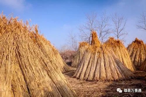 白洋淀芦苇收割补贴图片