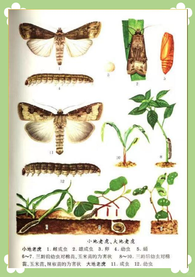 地老虎的危害特点与综合防治方法