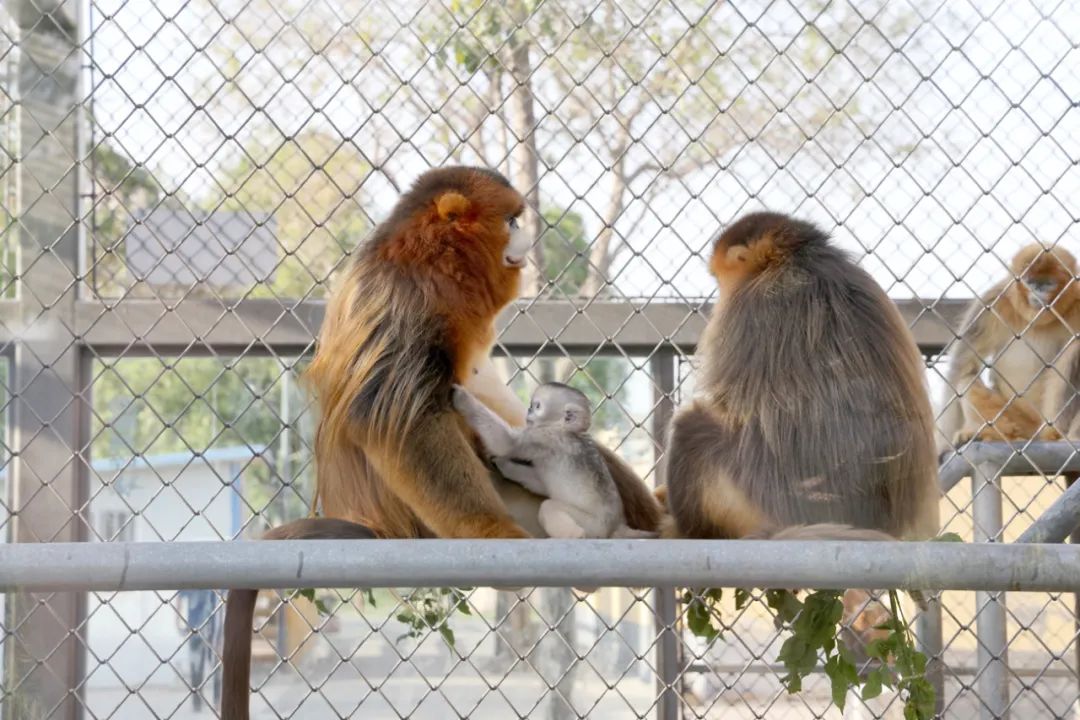 商丘动物园又添5只"国宝"