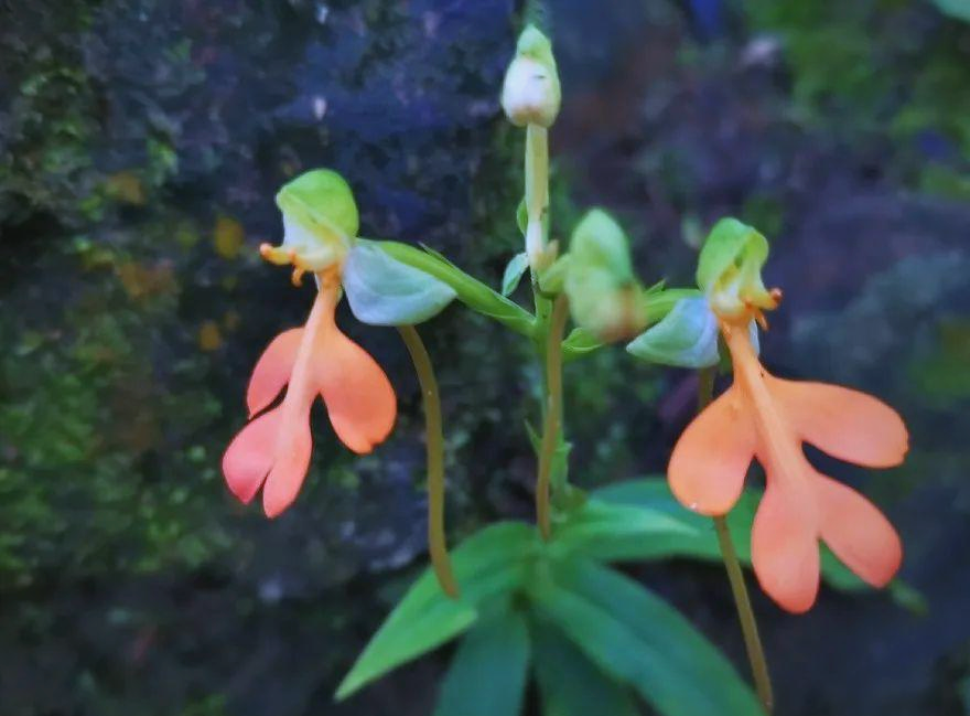 橙黄玉凤花:西南雨停后的绚丽绽放