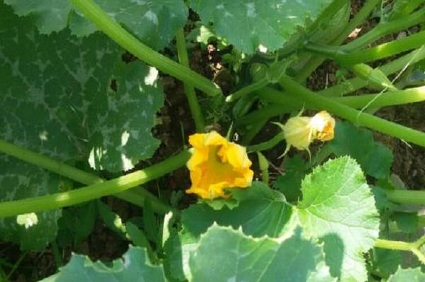 夜开花和西葫芦的区别