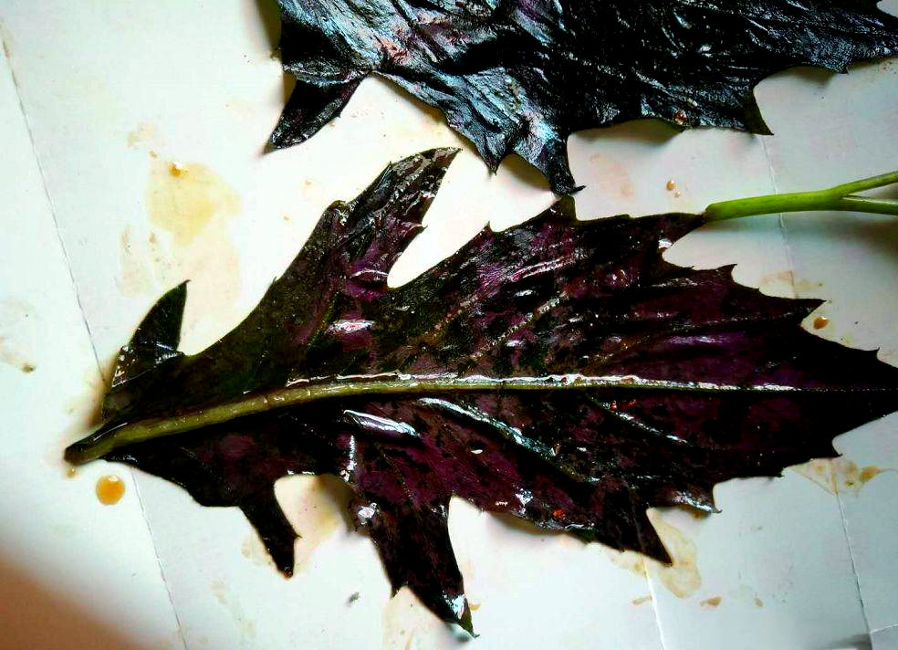 血皮菜与化儿草:小心误食有毒植物