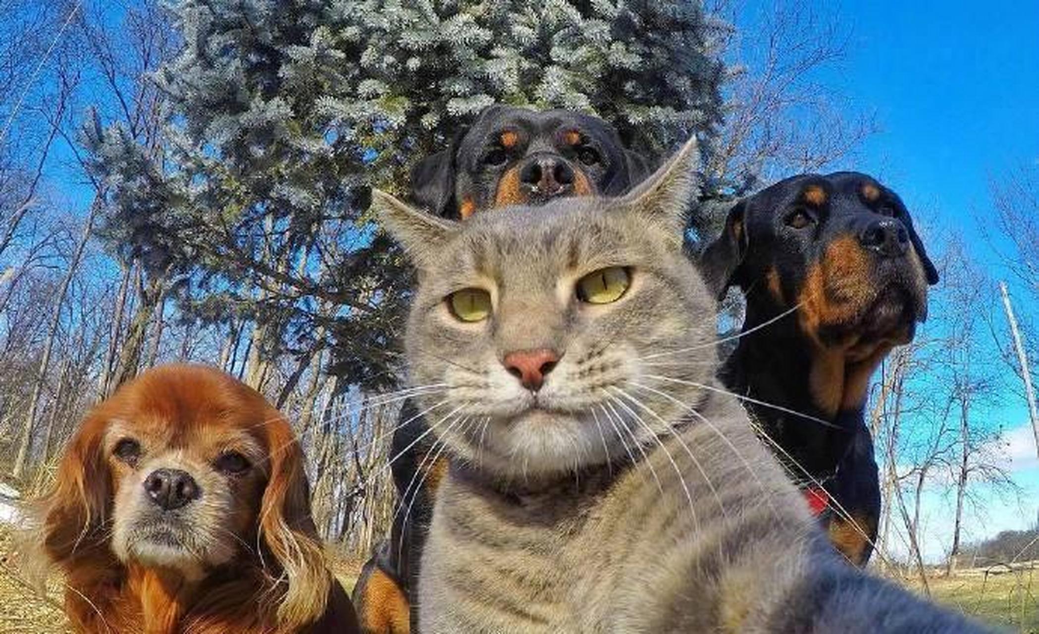 这是我见过最会自拍的猫咪! 大哥很冷酷,而且大哥莫得感情!推荐关注