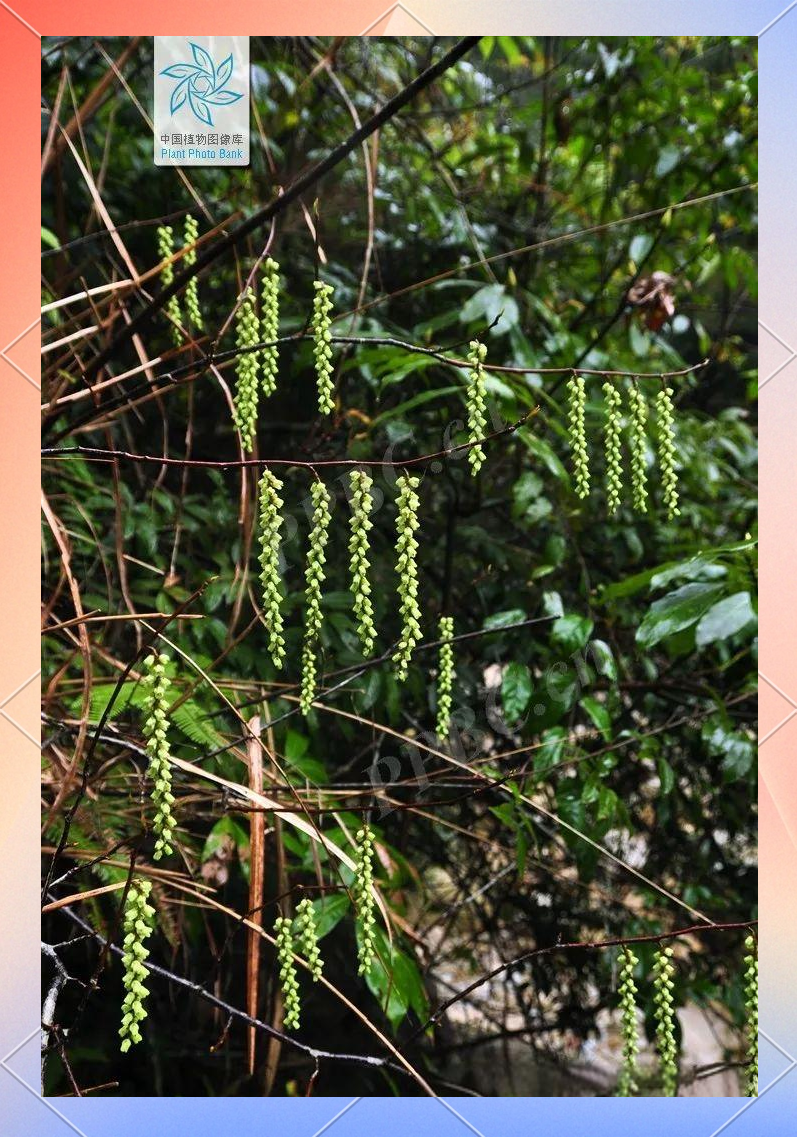 小通草,这种生长在山林间的植物,或许并不为大家所熟知,但它却拥有