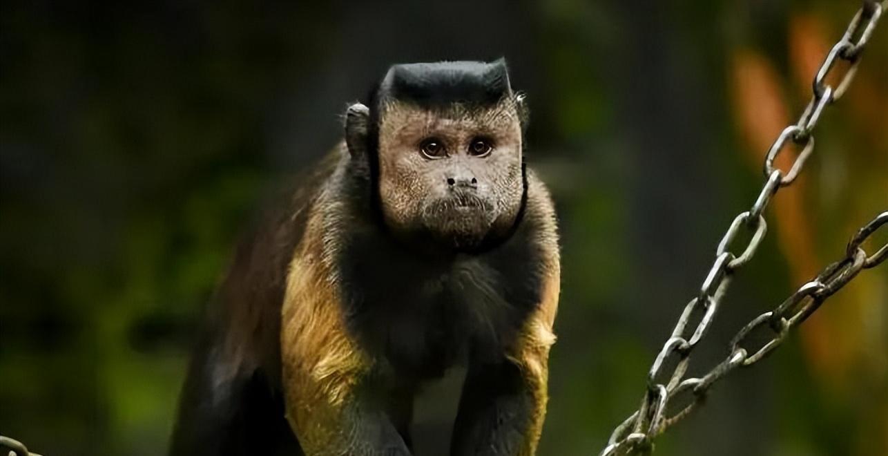 巴拿马猴现人类行为,国字脸猴跟人撞脸!地球或进入第二文明?