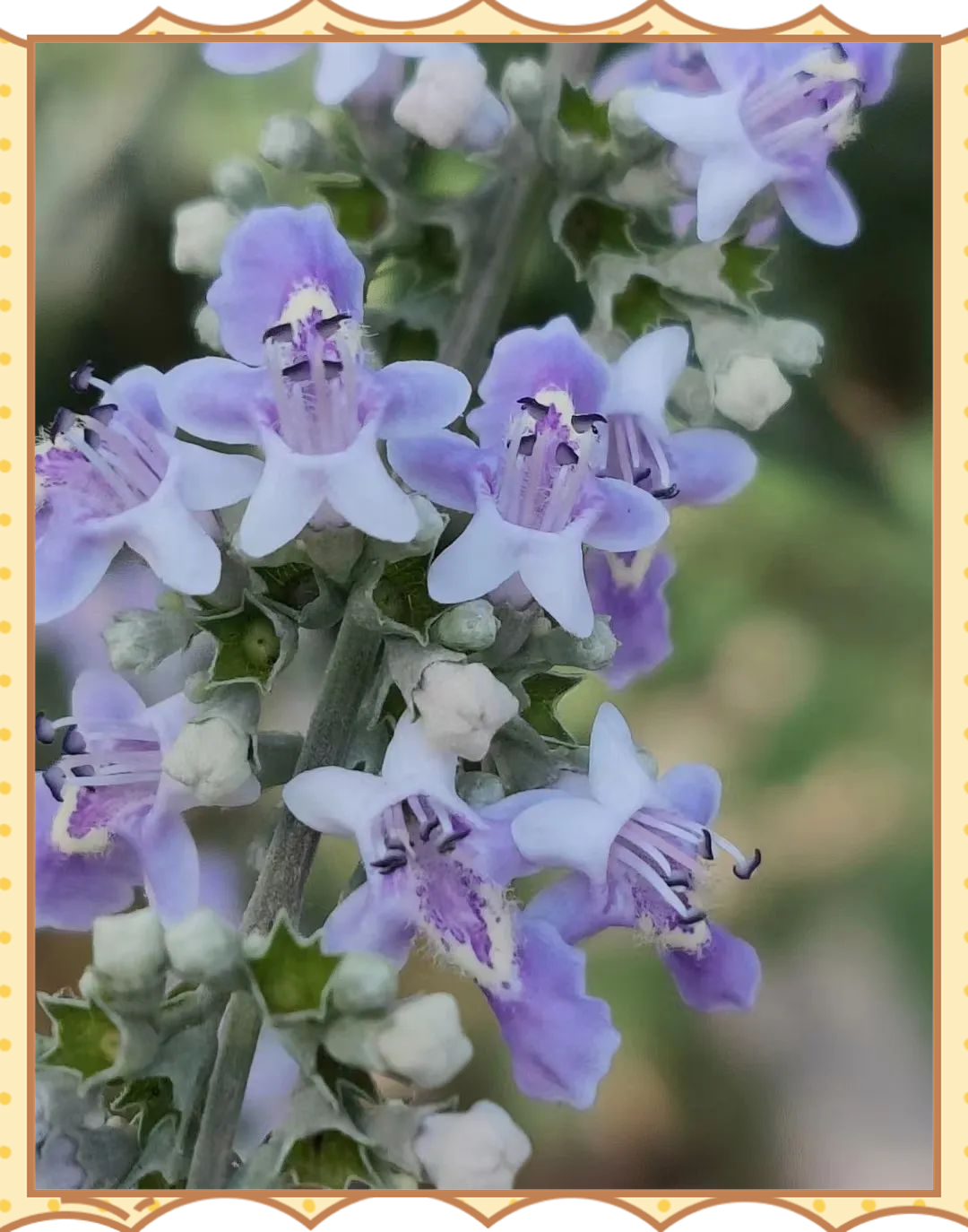 探秘薛城荆条花:紫艳清雅,盛夏时节的美景盛宴