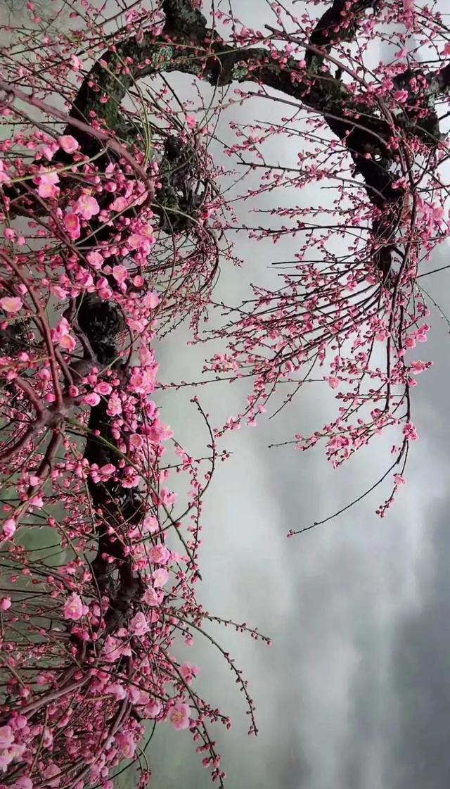 梅花壁纸,垂丝海棠壁纸分享