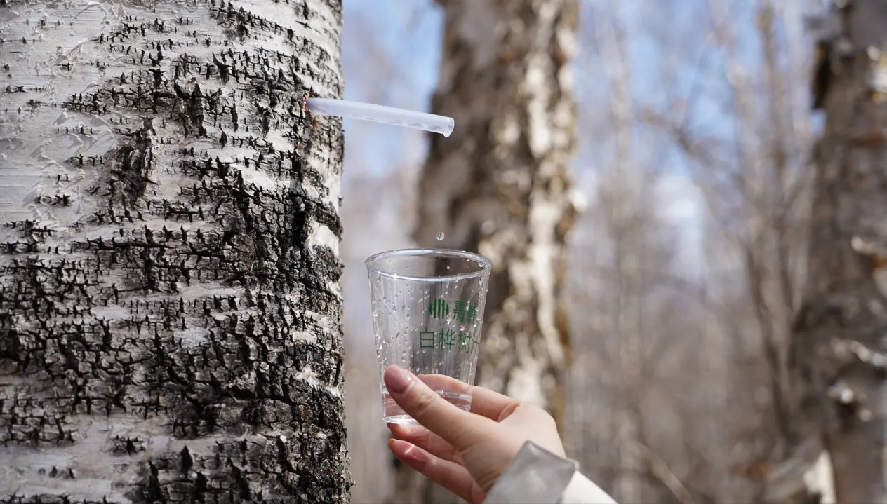 摊牌了!原来你是这样的白桦树汁
