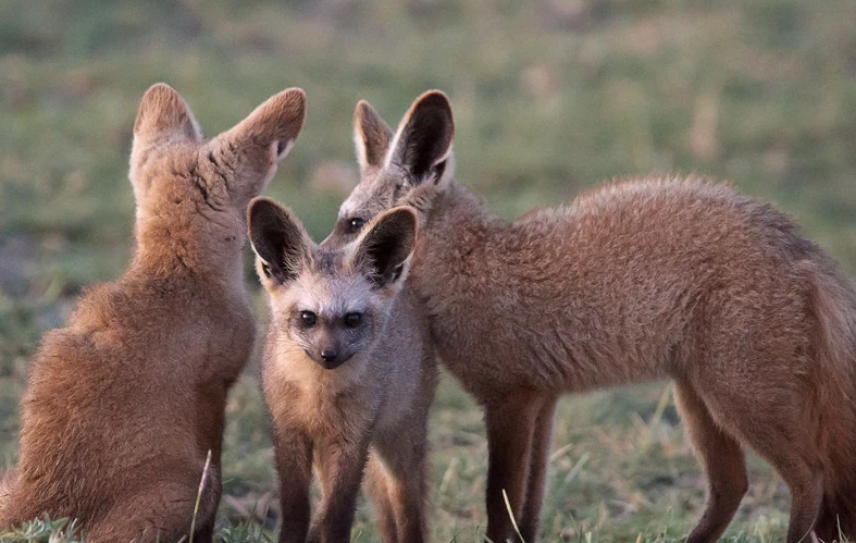 大耳狐,又名蝠耳狐,是生活在非洲草原上的犬科动物