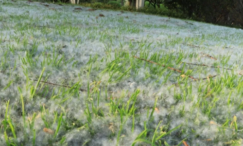 着自己的种子,在明年的春天,又能长出新的柳树来,那絮絮纷飞的样子